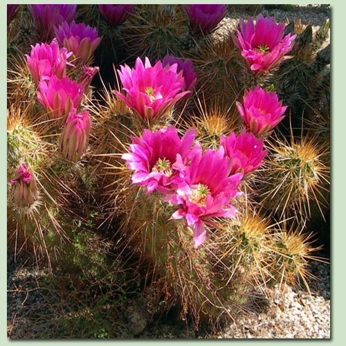 Cactus Care Tips Cacti Succulents The Cactus Doctor