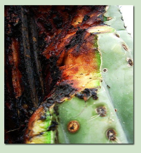 Cause of Bacterial Necrosis