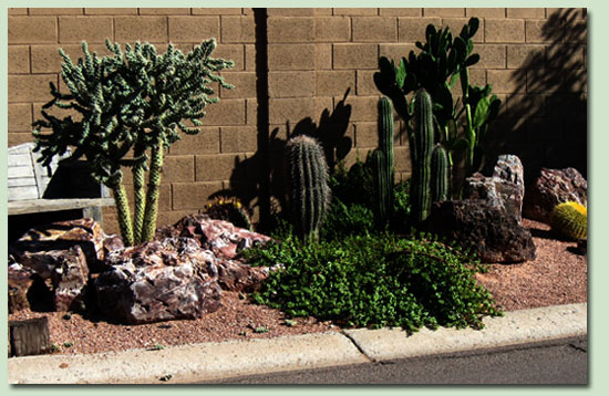Advantages Of Having A Cactus Garden | The Cactus Doctor
