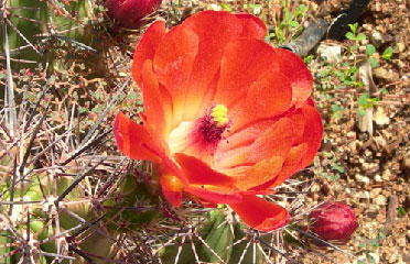 Cactus flowers 602-465-0566