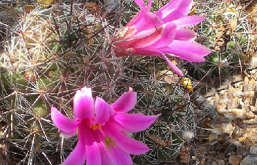 Cactus flower 602-465-0566