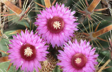 Cactus flower AZ 85042