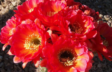 Cactus flower AZ 85042