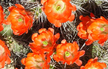 Desert flower AZ 85042