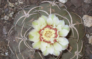 cactus flowers garden AZ 85042
