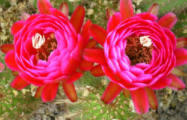 flower cactus AZ 85042