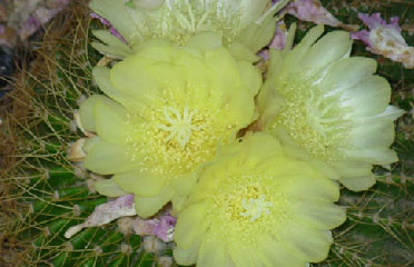 the cactus flower