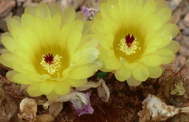 cactus flowers services