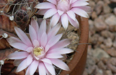 cactus flowers