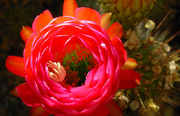 cactus flowers arizona