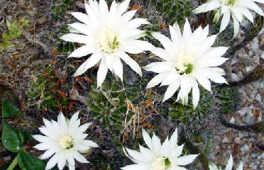 cactus Gardening services