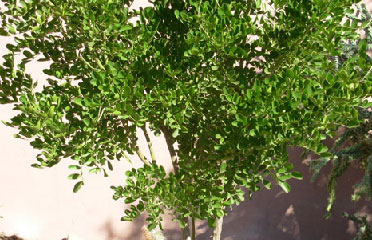 Desert flower for sale