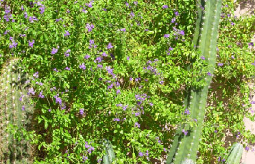 Desert flowers garden
