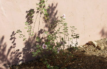 Desert flowers 602-465-0566