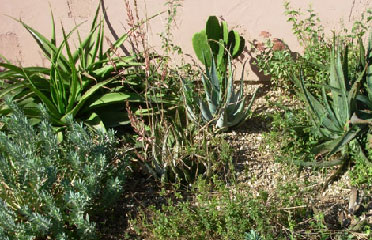 Desert flower 602-465-0566