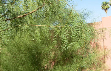 Desert flower AZ 85042