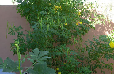 Desert flowers AZ 85042
