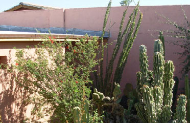 cactus flowers garden AZ 85042