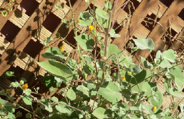 garden cactus flowers AZ 85042