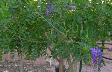 cactus flowers garden AZ 85042
