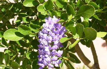 cactus flower call 602-465-0566