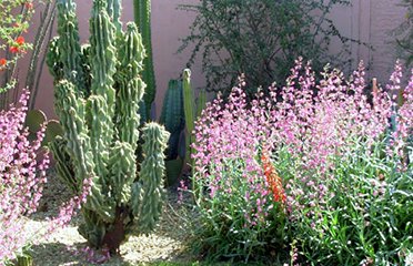 the cactus flower Gardening