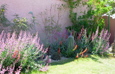 cactus flower, cactus doctor