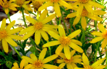 cactus flower services