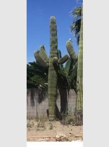Online Saguaro Inventory and Sale | The Cactus Doctor