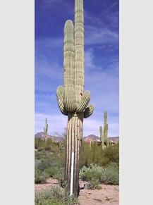 Online Saguaro Inventory and Sale | The Cactus Doctor