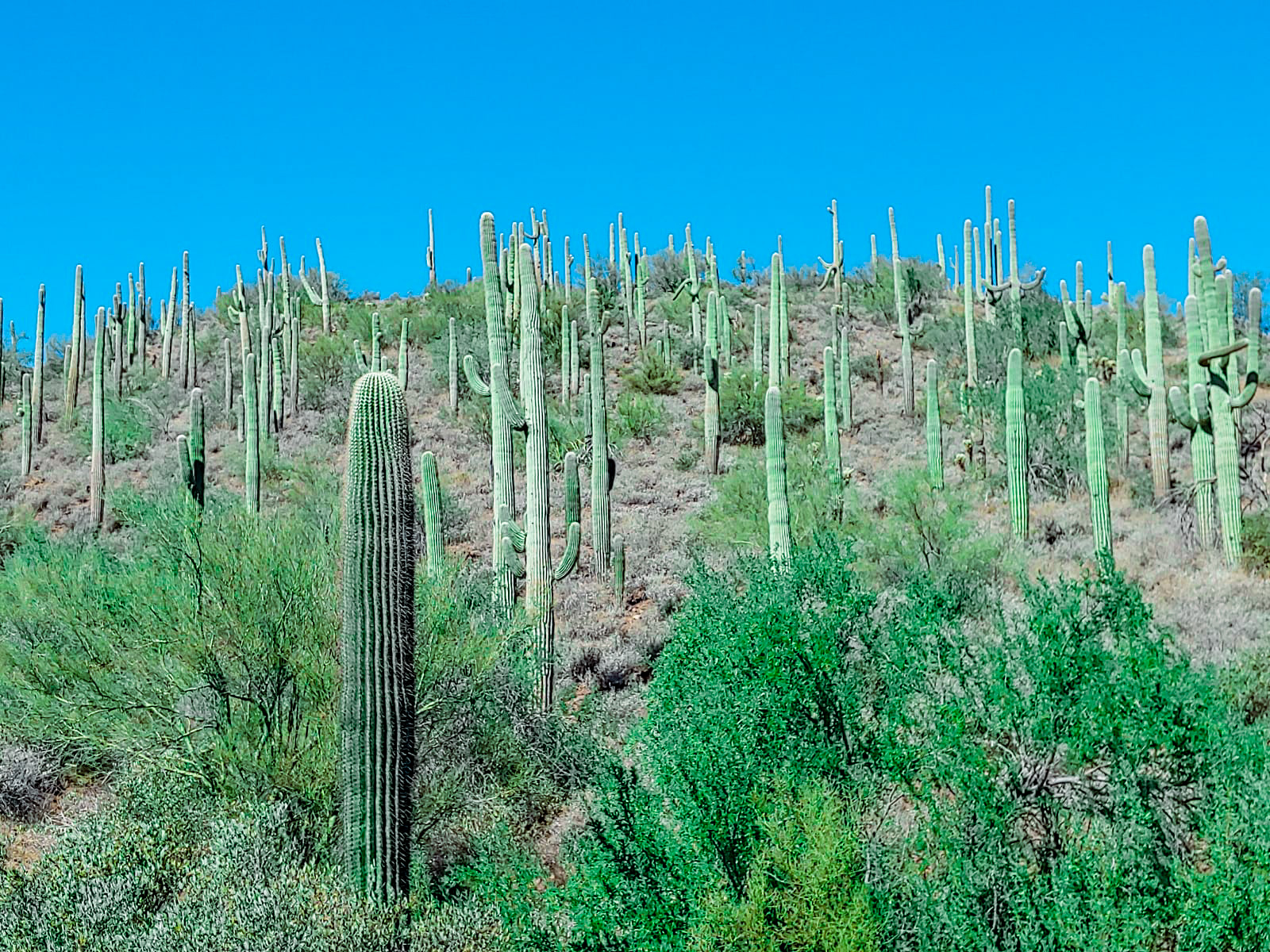 Cactus wellness tips in Phoenix Arizona   The Cactus Doctor