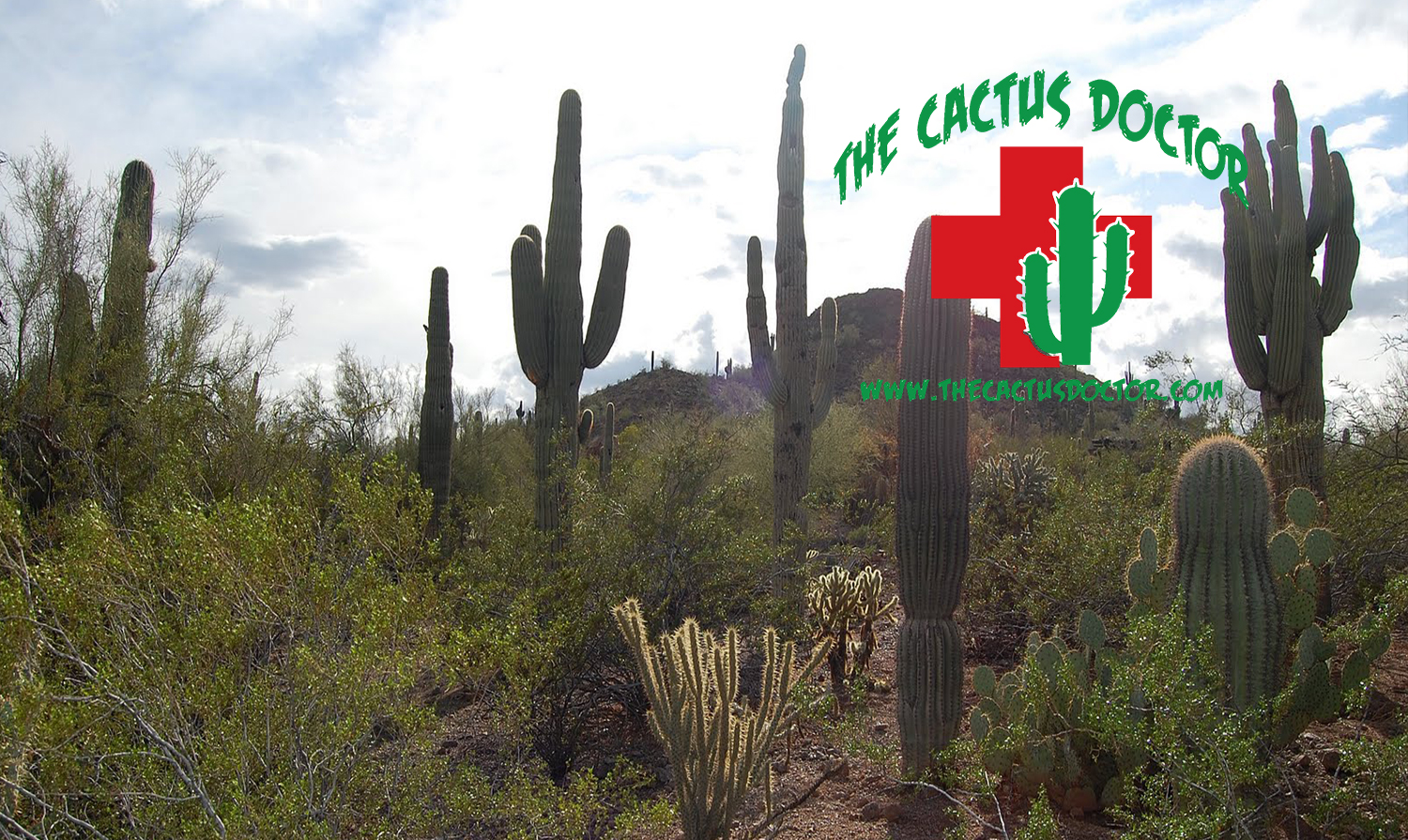 Cactus Doctor, Cactus Wellness, Cactus Care, Saguaro Specialist